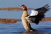 Egyptian Goose (Alopochen aegyptiaca) stretching its wings. Etosha National Park, Namibia, January.
