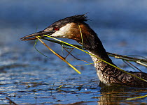 Great Crested Grebe (Podiceps cristatus) carrying nesting material. Cape Town, South Africa, January.