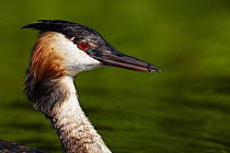 Great Crested Grebe (Podiceps cristatus) head in profile. Cape Town, South Africa, January.
