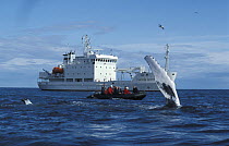 Humpback Whale (Megaptera novaeangliae) fluking, watched by tourists in a zodiac and small cruise ship Grigoriy Mikheev. Lautrabjarg, West Iceland, 2003.