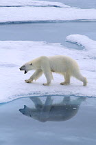 Polar Bear (Ursus maritimus) on sea ice with her reflection in a melt pool. 82 degrees north, north of Seven Islands, Polar Basin, Svalbard, 2006.