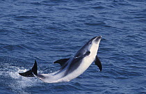 White Beaked Dolphin (Lagenorhynchus albirostris) breaching. Keflavik, south west Iceland, 2003.