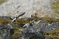 A pair of Pink-footed Geese (Anser brachyrhynchus) driving an Arctic Fox (Vulpes lagopus) away from their nest. Alkhornet, Isfjord, Spitsbergen, Svalbard, 2006.