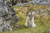 Arctic Fox (Vulpes lagopus) in its summer coat sitting on grass by rocks. Alkhornet, Isfjord, Spitsbergen, Svalbard, 2006.