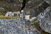 Two Arctic Foxes (Vulpes lagopus) relaxing amongst rocks. Alkhornet, Isfjord, Spitsbergen, Svalbard, 2006.