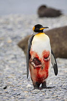 King Penguin (Aptenodytes patagonicus) with wounds inflicted by a Leopard Seal (Hydrurga leptonyx). Sub Antarctic Islands, May.