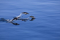 Adelie Penguins (Pygoscelis adeliae) porpoising whilst swimming. This enables them to breathe. Brown Bluff, Antarctica, May.