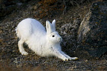 A stretching Arctic Hare (Lepus arcticus) in its winter coat. Scoresbysund, east Greenland, May.