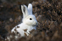Portrait of an Arctic Hare (Lepus arcticus) in its winter coat seen through vegetation. Scoresbysund, east Greenland, May.