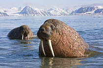 Bull Walrus (Odobenus rosmarus) in coastal waters off Spitsbergen. Arctic Norway, June.