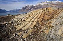 Glaciers have smoothed these folded sedimentary rocks, dated to the Cambrian and late pre-Cambrian. Segelsllskapets Fjord, northeast Greenland National Park, September 2008.