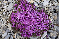 Purple Saxifrage (Saxifraga oppositifolia pulvinata) in flower; this is the cushion form found in wetter places. Svalbard, Europe.