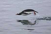 Porpoising Gentoo Penguin (Pygoscelis papua). Antarctica.