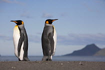 Two King Penguins (Aptenodytes patagonicus), back to back. St Andrew's Bay, South Georgia, Sub Antarctic Islands, February.