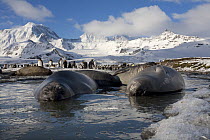 Southern Elephant Seal (Mirounga leonina) weaners wallow in the streams at St Andrew's Bay in front of a colony of King Penguins in a rugged landscape. South Georgia, Antarctica.
