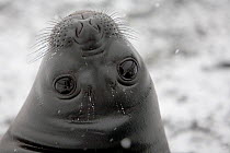 Southern Elephant Seal (Mirounga leonina) pup looking over its head. South Georgia, Antarctica.