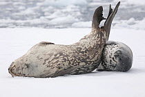 Weddell Seal (Leptonychotes weddellii) mother and pup resting on pack ice. Antarctica, November.