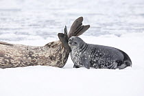 Weddell Seal (Leptonychotes weddellii) pup nuzzles its mother's tail as they rest on pack ice. Antarctica., November.