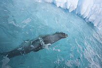 Leopard Seal (Hydrurga leptonyx) underwater by an iceberg. Antarctica.