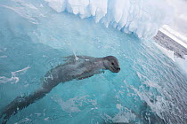 Leopard Seal (Hydrurga leptonyx) surfacing by an iceberg. Antarctica.