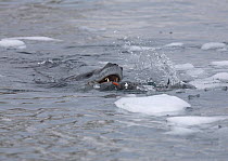 A Leopard Seal (Hydrurga leptonyx) grabs a Gentoo Penguin (Pygoscelis papua) from underwater. Antarctica. Sequence One of six.