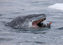 A Leopard Seal (Hydrurga leptonyx) grabs a Gentoo Penguin (Pygoscelis papua) from underwater. Antarctica. Sequence Three of six.