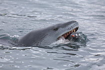 A Leopard Seal (Hydrurga leptonyx) grabs a Gentoo Penguin (Pygoscelis papua) from underwater. Antarctica. Sequence Four of six.