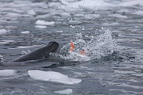 A Leopard Seal (Hydrurga leptonyx) grabs a Gentoo Penguin (Pygoscelis papua) from underwater. Antarctica. Sequence Five of six.
