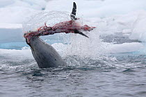 A Leopard Seal (Hydrurga leptonyx) flays a Gentoo Penguin (Pygoscelis papua) by thrashing it to and fro. Antarctica. Sequence Six of six.