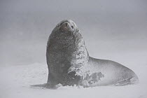 Subantarctic Fur Seal (Arctocephalus tropicalis) male in a snowstorm. Salisbury Plain, South Georgia, sub Antarctic Islands.