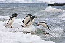 Adelie Penguins (Pygoscelis adeliae) diving into the water, on their way out to sea to feed. Brown Bluff. Antarctic Peninsula.