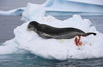 Leopard Seal (Hydrurga loptonyx) resting on ice floes. The faeces is coloured from eating krill. Antarctica.