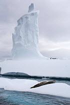 Leopard Seal (Hydrurga leptonyx) resting on an ice floe by a tall pointed iceberg. Antarctica.