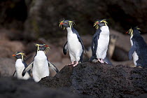 A group of Rockhopper Penguins (Eudyptes chrysocome). The world population of Northern Rockhopper has declined by 90% in the past 60 years. Quest Bay, Gough Island. UNESCO World Heritage site, March.