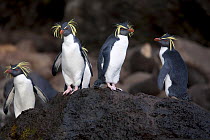 A group of Rockhopper Penguins (Eudyptes chrysocome). The world population of Northern Rockhopper has declined by 90% in the past 60 years. Quest Bay, Gough Island. UNESCO World Heritage site, March.