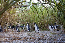 A group of Rockhopper Penguins (Eudyptes chrysocome) under long coastal grasses. The world population of Northern Rockhopper has declined by 90% in the past 60 years. Nightingale Island, Tristan da Cu...