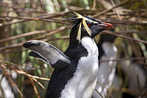 A Rockhopper Penguin (Eudyptes chrysocome) in profile. The world population of Northern Rockhopper has declined by 90% in the past 60 years. Nightingale Island, Tristan da Cunha, March.