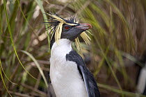 Portrait of a Northern Rockhopper Penguin (Eudyptes chrysocome). Nightingale Island, Tristan da Cunha, March.
