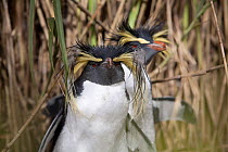 Portrait of a two Northern Rockhopper Penguins (Eudyptes chrysocome). Nightingale Island, Tristan da Cunha, March.