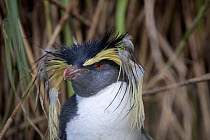 Portrait of a Northern Rockhopper Penguin (Eudyptes chrysocome). This individual is moulting its crest feathers. Nightingale Island, Tristan da Cunha, March.