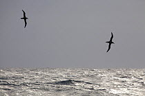 Two Sooty Albatross (Phoebetria fusca) in flight above the sea surface. Gough Island South, Atlantic Islands.