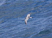 Broad-billed Prion (Pachyptila vittata) gliding low over the waves, upper wing plumage is visible. Southern Atlantic Ocean.