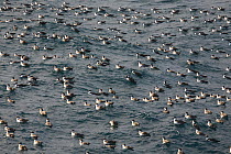 A raft of Greater Shearwaters (Puffinus gravis) resting on the sea. Gough Island, South Atlantic Ocean.