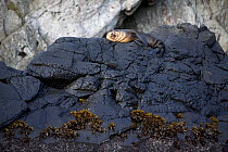 Subantarctic Fur Seal (Arctocephalus tropicalis) sleeping on coastal volcanic rocks. Quest Bay, Gough Island. South Atlantic Islands, March 2007.