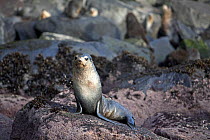 Subantarctic Fur Seal (Arctocephalus tropicalis) on rounded rocks on the shore. Quest Bay, Gough Island, South Atlantic Islands, March 2007.