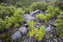 Rocks and plants on Tristan da Cunha. South Atlantic Islands, March.