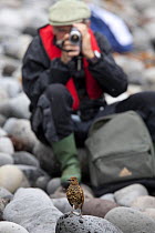 A man videoing a Tristan Thrush (Nesocichla eremita) perching on stones. Tristan da Cunha, South Atlantic Islands, March 2007.