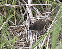 Inaccessible Rail (Atlantisia rogersi) among grasses. This is the smallest flightless bird in the world. Inaccessible Island, Tristan da Cunha group, South Atlantic, March.