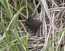 Inaccessible Rail (Atlantisia rogersi) among grasses. This is the smallest flightless bird in the world. Inaccessible Island, Tristan da Cunha group, South Atlantic, March.