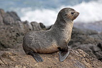 Subantarctic Fur Seal (Artcocephalus tropicalis) cub sat on rocks. Nightingale Island, part of the Tristan da Cunha group, South Atlantic, March.